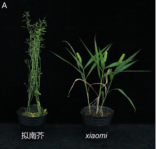 科學家成功構建碳四禾谷類模式植物體系，為谷類作物研究開辟新路徑