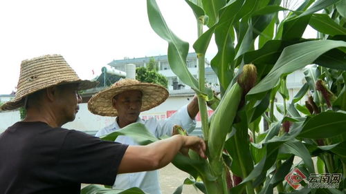 云南保山昌寧 秋糧田間管護忙，科技護航助豐收