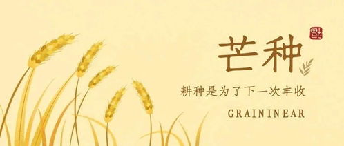 梔子花開，麥黃梅熟 仲夏時節話谷類作物